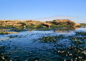 rochers-et-algues      
